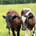 Machatka Wakacyjny Dom Z Klimatem I Prywatnym Pomostem Dom wakacyjny Winiec