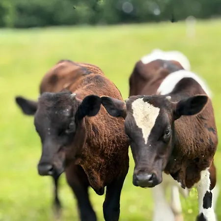 Machatka Wakacyjny Dom Z Klimatem Casa vacanze Winiec